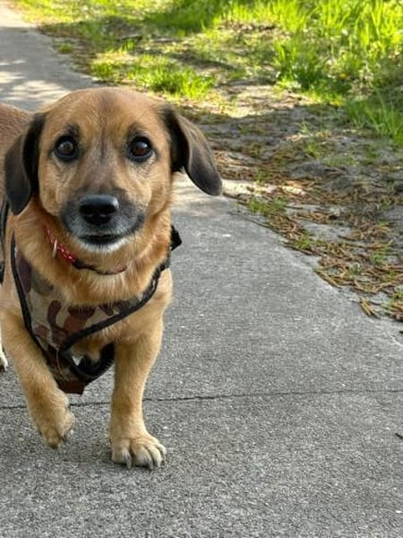 Bolle - Lustiger Dackel-Mix sucht