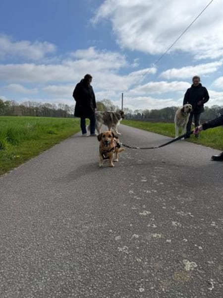 Bolle - Lustiger Dackel-Mix sucht