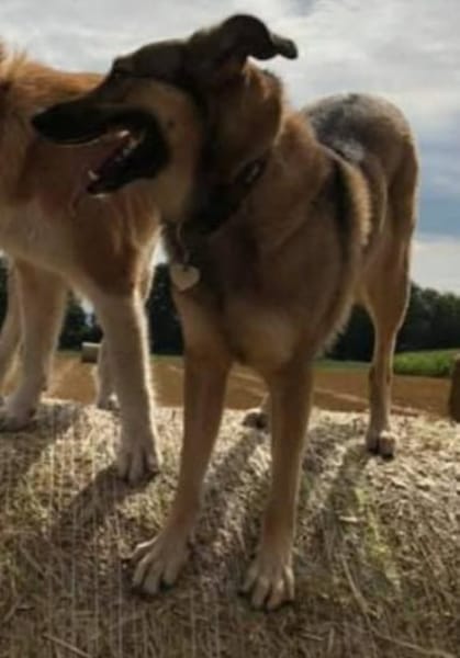 LOKI verliert alles 💔...