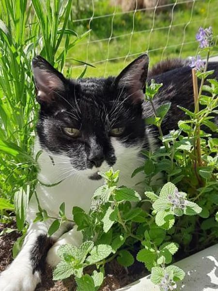 Sweety  liebe, ruhige Katze sucht Zuhau