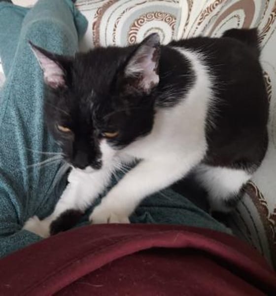 Sweety  liebe, ruhige Katze sucht Zuhau