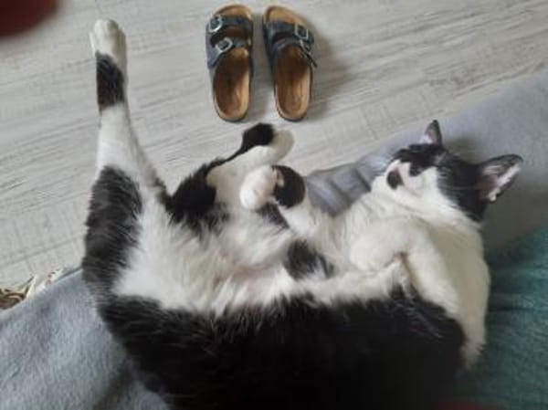 Sweety  liebe, ruhige Katze sucht Zuhau