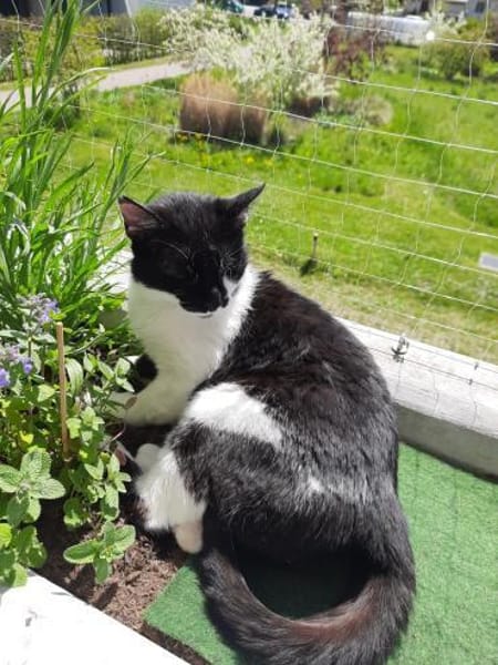 Sweety  liebe, ruhige Katze sucht Zuhau