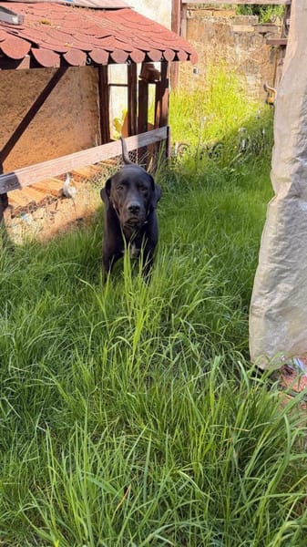 Sicherer Platz für Oldie Cash gesucht