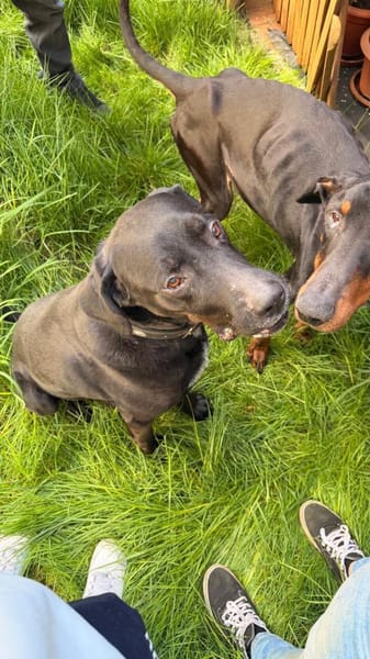 Sicherer Platz für Oldie Cash gesucht