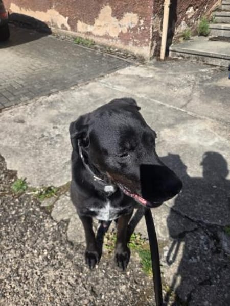 Sicherer Platz für Oldie Cash gesucht