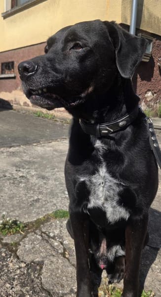 Sicherer Platz für Oldie Cash gesucht