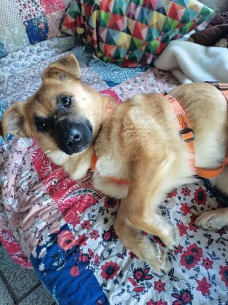 Zaubermaus AVA sucht ihr Zuhause