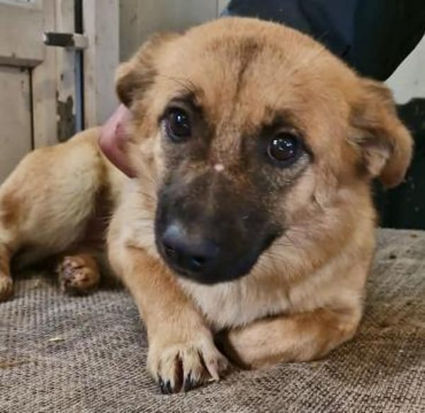 Zaubermaus AVA sucht ihr Zuhause