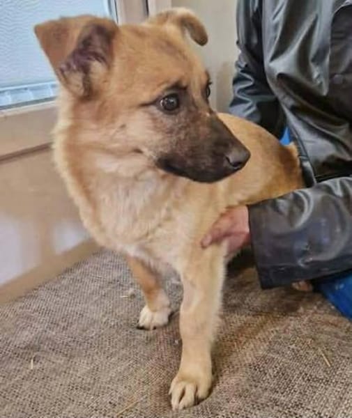 Zaubermaus AVA sucht ihr Zuhause