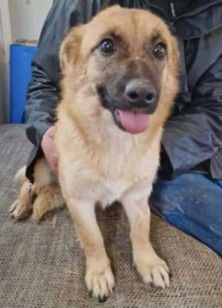 Zaubermaus AVA sucht ihr Zuhause