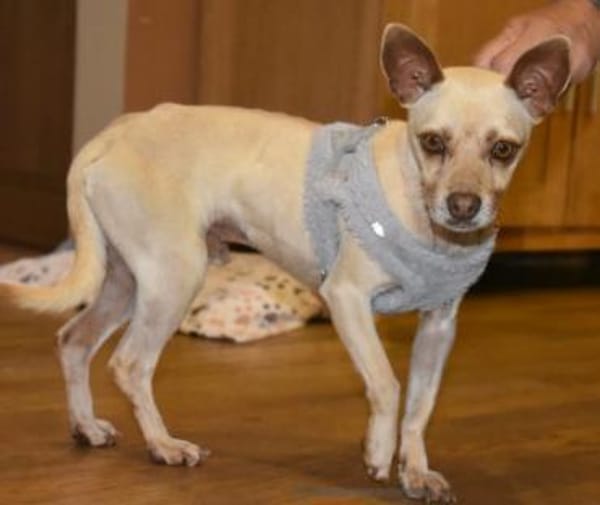 Sanfter, sportlicher ❤ THOR