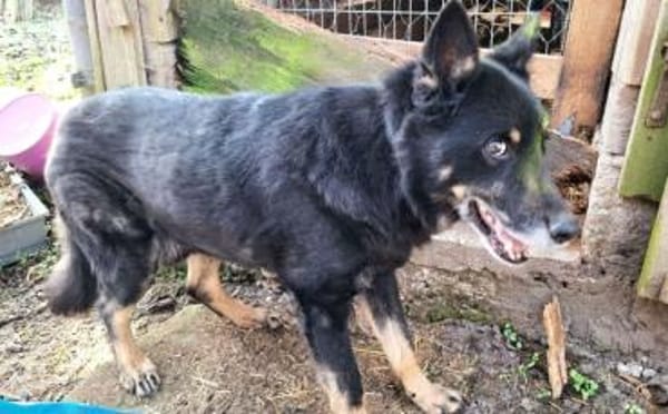 Jargo sucht hundeerfahrene Menschen