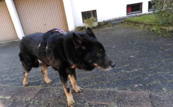 Jargo sucht hundeerfahrene Menschen