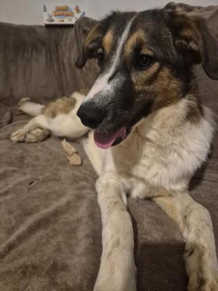 Sensible aber aufgeweckte Freya