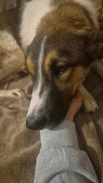 Sensible aber aufgeweckte Freya