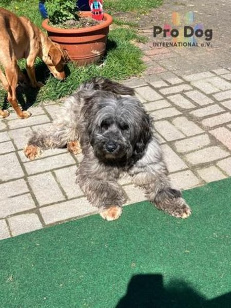 Jaime auf Pflegestelle