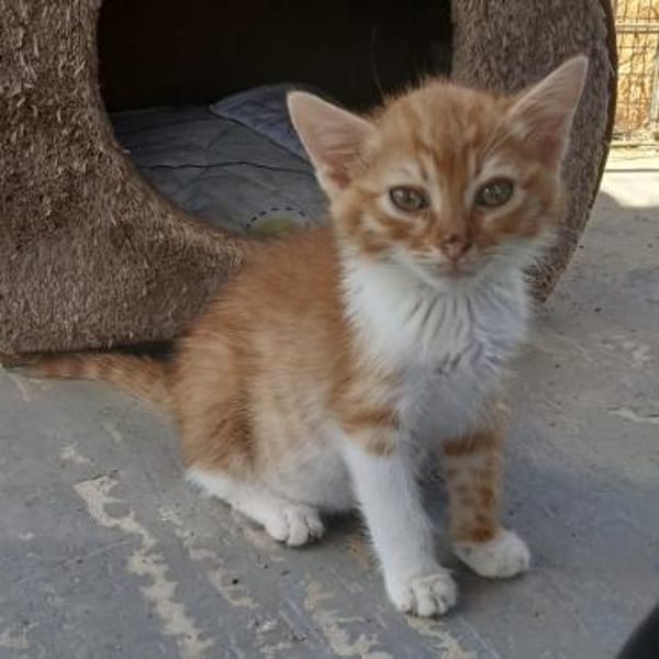 Fröhlicher Patrick sucht eine Familie