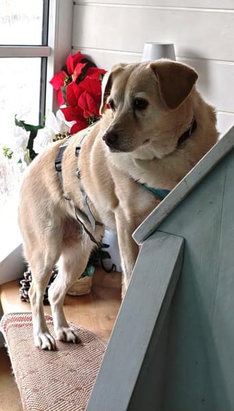 LENI - sanftes Hundemädchen