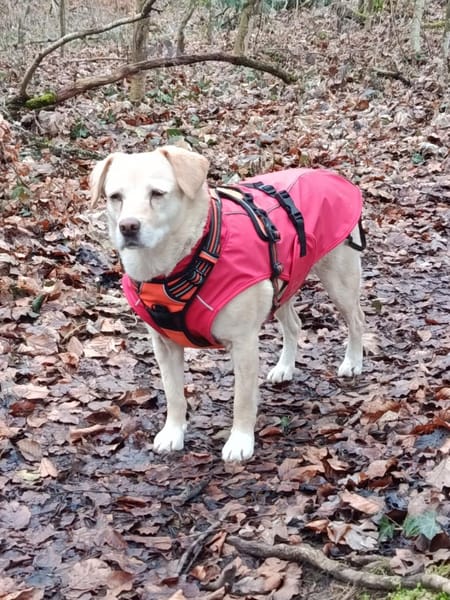 LENI - sanftes Hundemädchen