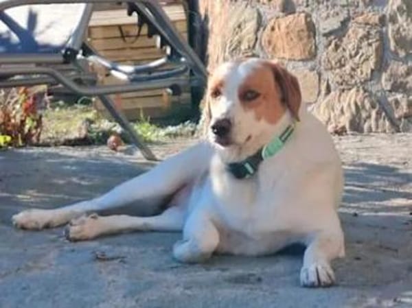 ADUA - eine tolle Hündin