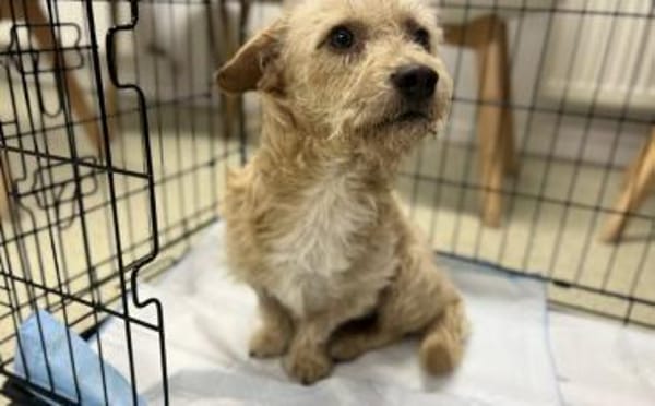 Bobby sucht ein liebevolles Zuhause