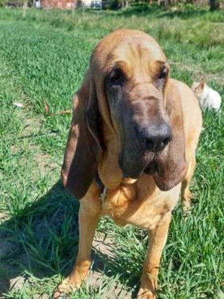 Carla - Bloodhound sucht ein neues Zuhau