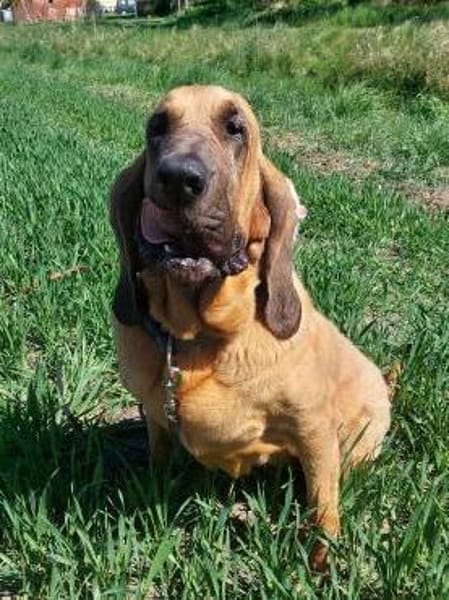 Carla - Bloodhound sucht ein neues Zuhau