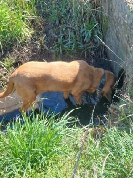 Carla - Bloodhound sucht ein neues Zuhau
