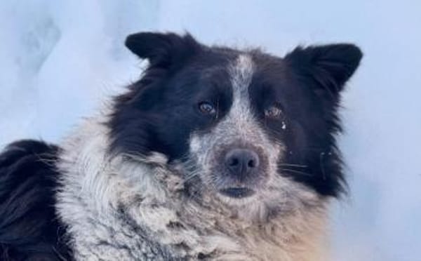 Freundliche Enka sucht ihr Zuhause