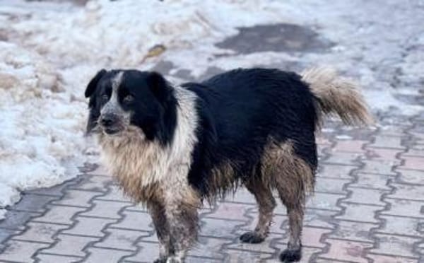 Freundliche Enka sucht ihr Zuhause