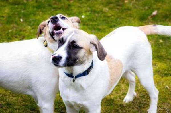 Jolie,  ausgeglichen und freundlich