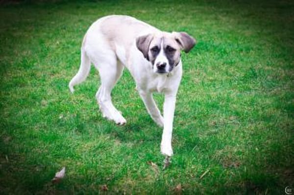 Jolie,  ausgeglichen und freundlich