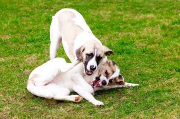 Jolie,  ausgeglichen und freundlich