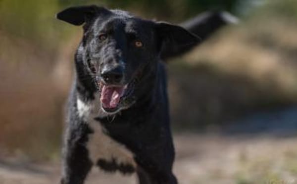 Ophelia sucht ihr Zuhause