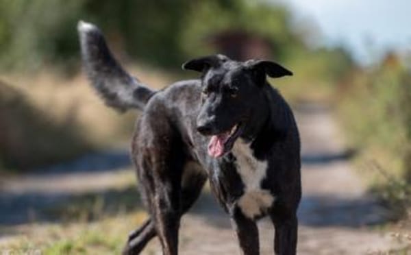 Ophelia sucht ihr Zuhause