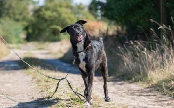 Ophelia sucht ihr Zuhause