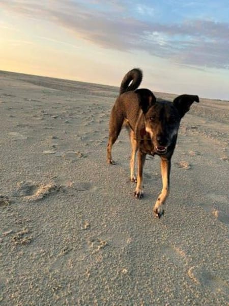 aktive Hündin Isi auf PS 85301