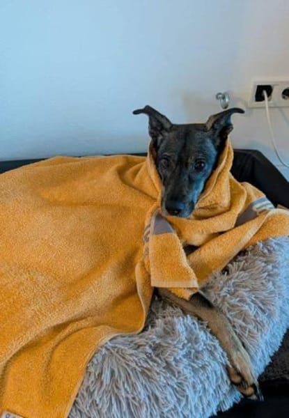 aktive Hündin Isi auf PS 85301