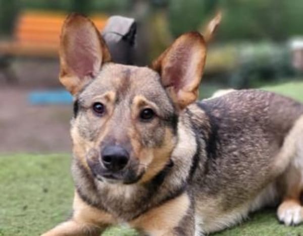 Bailey sucht seine Für-Immer-Familie