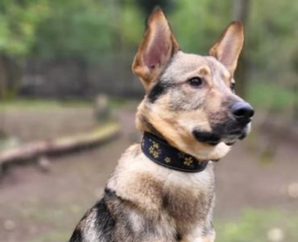 Bailey sucht seine Für-Immer-Familie