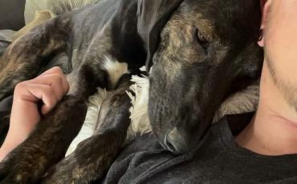 Zuhause gesucht für Neela