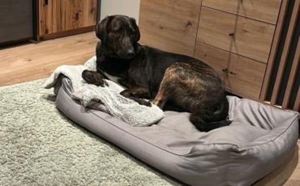 Zuhause gesucht für Neela