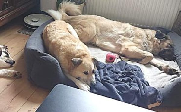 Zeigst du Thanos ein schönes Leben?