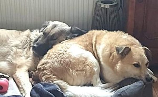 Zeigst du Thanos ein schönes Leben?