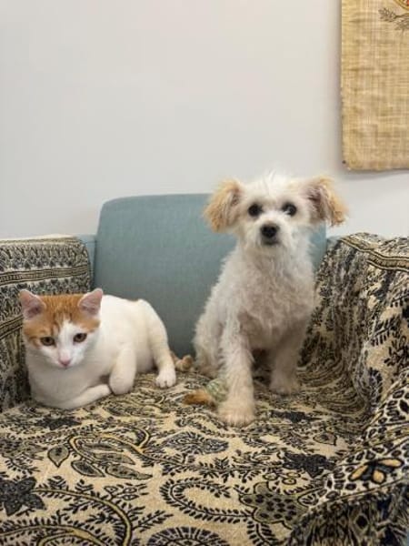 PRINCESS - in 14974 Ludwigsfelde