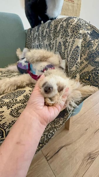 PRINCESS - in 14974 Ludwigsfelde