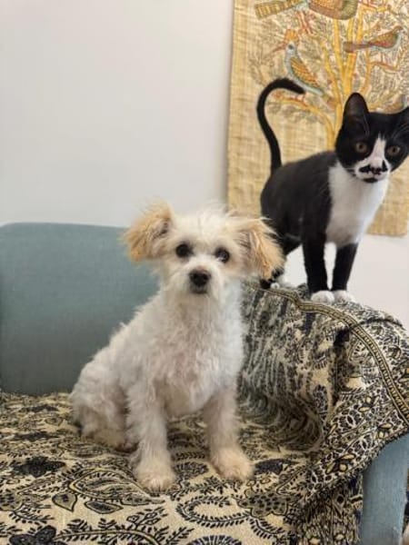 PRINCESS - in 14974 Ludwigsfelde