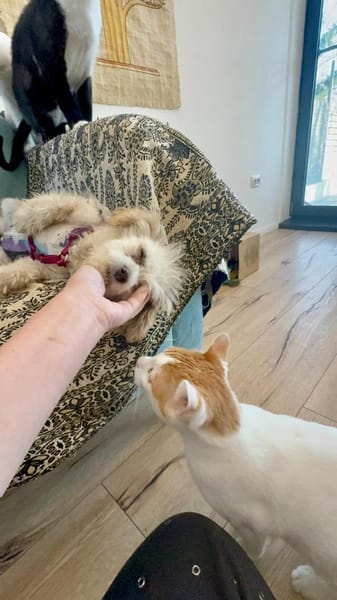 PRINCESS - in 14974 Ludwigsfelde