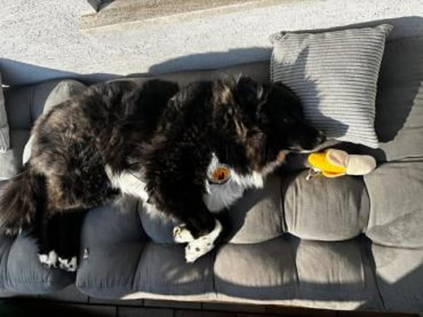 Traumhündin CINDY sucht ein Zuhause